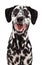 Happy Dalmatian Dog Smiling