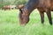 Happy dark bay horse grazing in lush knee deep grass