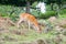 Happy deer living around on Daqiu island