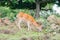 Happy deer living around on Daqiu island