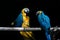 Happy discussion of married couple Macaw