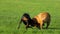 Happy Doberman and Belgian Shepherd Malinois are playing on the green field