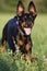 Happy Doberman dog