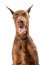 Happy Doberman Pinscher Dog Closeup