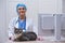 Happy doctor and calm cat on veterinary check-up at animal clinic