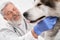 Happy doctor examining malamute dog in vet clinic.