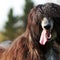 Happy dog Afghan hound