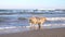 Happy dog at the beach runs and fetches ball.