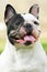 Happy dog of breed French bulldog black and white in color