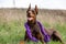 A happy dog brown Doberman dobermann is lying in a field with a purple toy rope on his neck. Horizontal orientation.