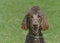 Happy Dog Brown Standard Poodle