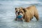 Happy dog Bulldog playing at the sea