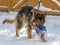 A happy dog carries a giant blue ball