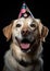 Happy dog with a celebratory hat. Generative Ai