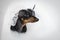 Happy dog dachshund, black and tan, ready to take a bath with soap in the tub in shower cap