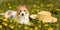 Happy dog in a dandelion flower herb field in summer