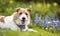 Happy dog with easter flowers, spring forward, springtime banner, background