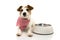 HAPPY DOG EATING FOOD. JACK RUSSELL SMILING WITH A CHECKERED NAPKIN LYING DOWN NEXT TO A EMPTY BOWL. ISOLATED SHOT AGAINST WHITE