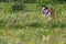 Happy dog English bulldog running around the meadow with flowers