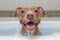 Happy Dog Enjoying a Bath in a Bubbly Tub