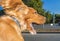 Happy dog enjoying riding on the street