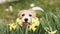 Happy dog face looking through the daffodil easter flowers and wagging tail in spring