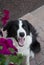 Happy dog with flowers border collie