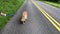 Happy dog with a fluffy tail sashays down a sunny country road.