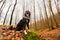 Happy Dog in the forest on rock. Border collie dog sitting on a log looking away hearing something in the forest