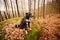 Happy Dog in the forest on a rock. Border collie dog sitting on a mountain rock looking away hearing something in the forest