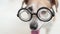 Happy dog in glasses. Funny close up