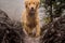 Happy dog Golden Retriever running