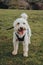 Happy dog in a harness standing on green grass in Mendip Hills, UK