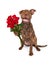 Happy Dog Holding A Dozen Roses