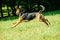 Happy dog joyfully running on a green grass