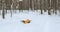 A happy dog of the Kurtzhaar breed plays with a frisbee in the winter forest