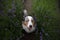 Happy dog in lavender flowers. Australian shepherd. Pet on nature summer