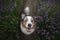 Happy dog in lavender flowers. Australian shepherd. Pet on nature summer