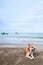 Happy dog lay on the sand beach on sunny summer