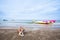 Happy dog lay on the sand beach on sunny summer