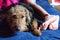 Happy dog laying on boys legs, boy and dog in love. Welsh terrier.