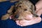 Happy dog laying on boys legs, boy and dog in love. Welsh terrier.