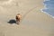Happy dog leaving paw prints on Singer Island Beach