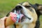 Happy Dog Licking Ice Cream Cone