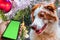 Happy dog looking at a cellphone screen with a vibrant Christmas-themed background.