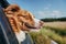 Happy dog looking out of car window, Cute dog enjoying road trip at sunny summer day