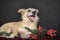 Happy dog mestizo terrier in the studio with red christmas berries
