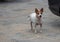 Happy dog next to a car on coble stones