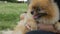 Happy dog owner time. Adorable smiling Pomeranian spitz enjoying petting owner woman hand. Video footage