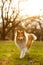 Happy dog in a park. Sheltie during sunset in grass.